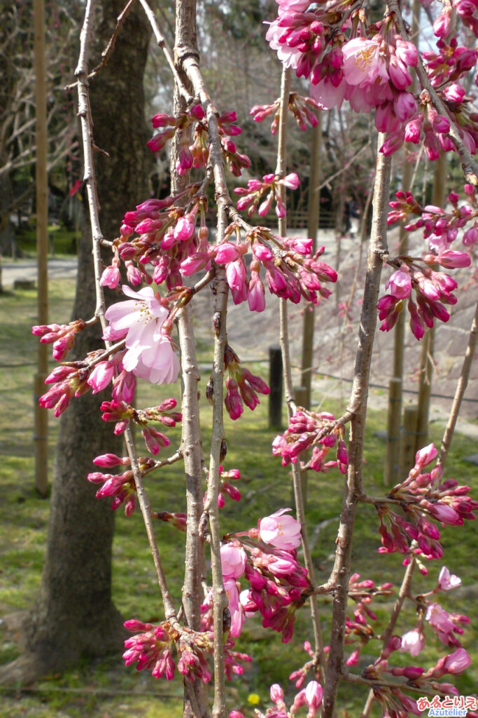 三春の滝桜