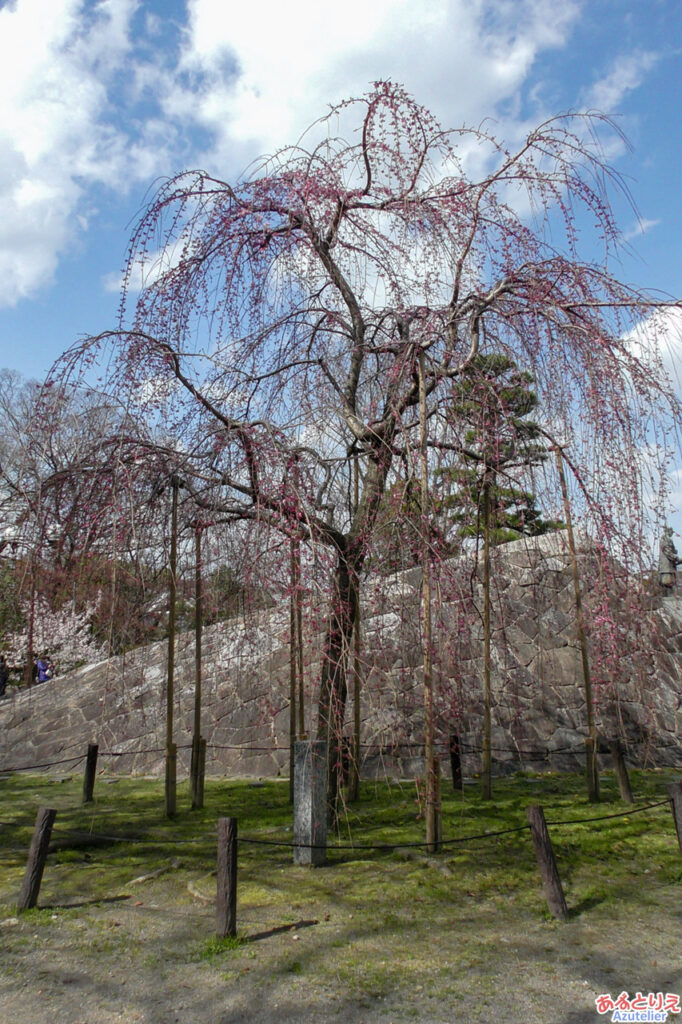 三春の滝桜