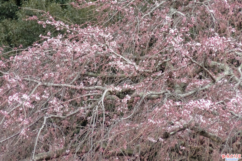 しだれ桜(アップ)