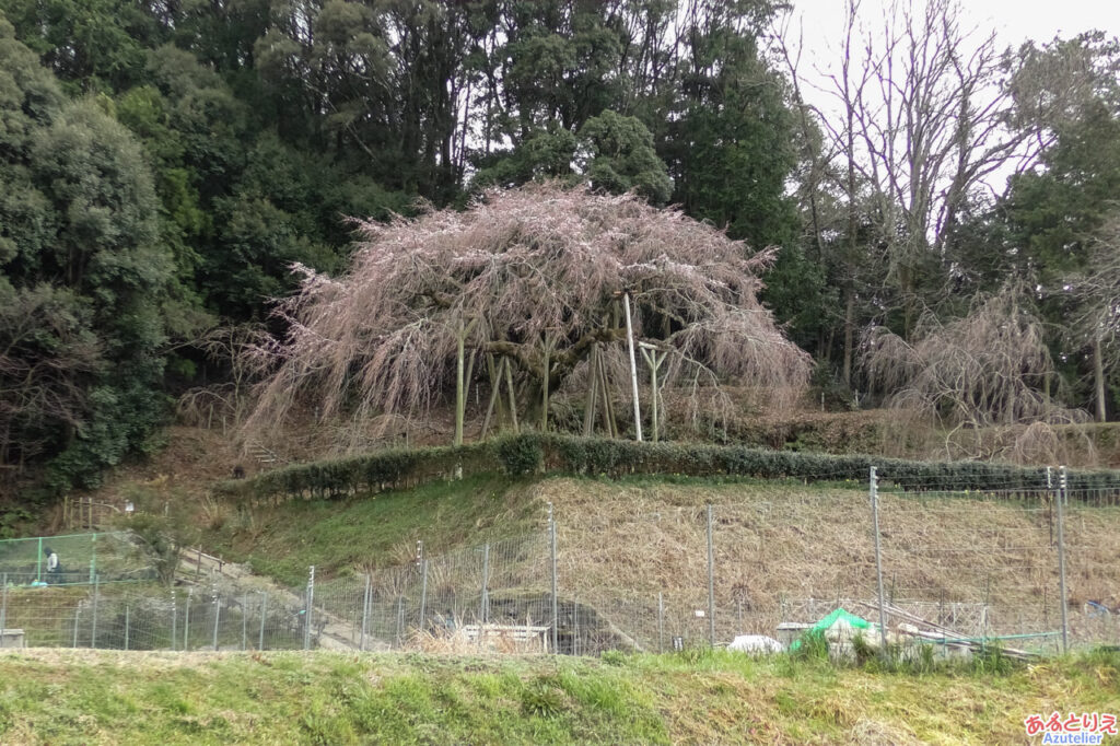 しだれ桜全景