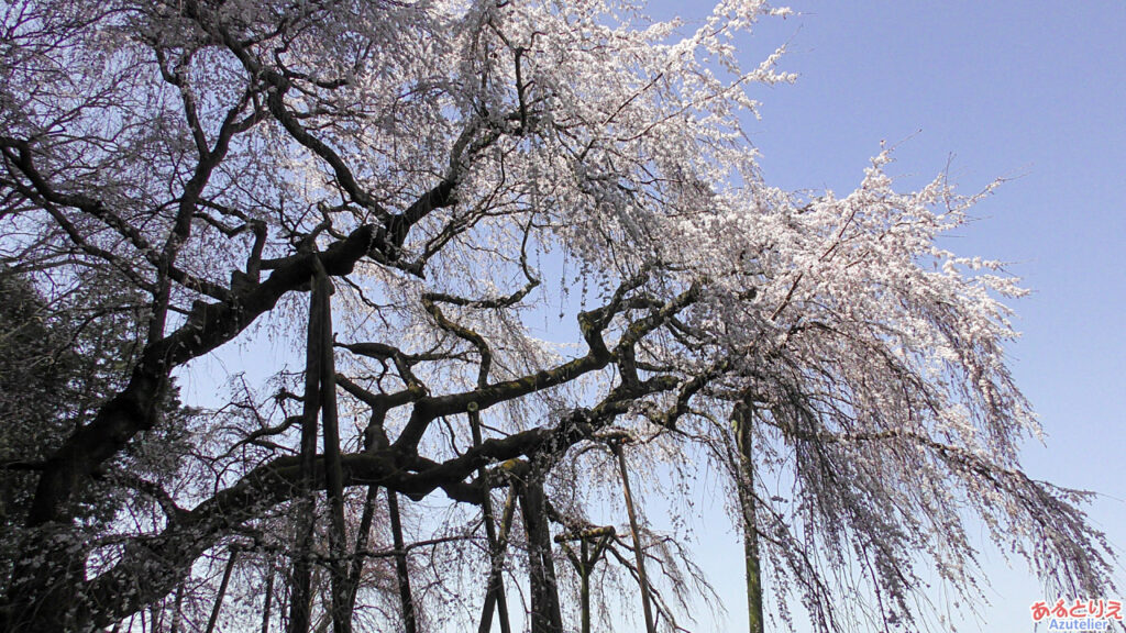 しだれ桜