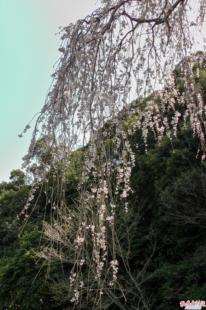 しだれ桜