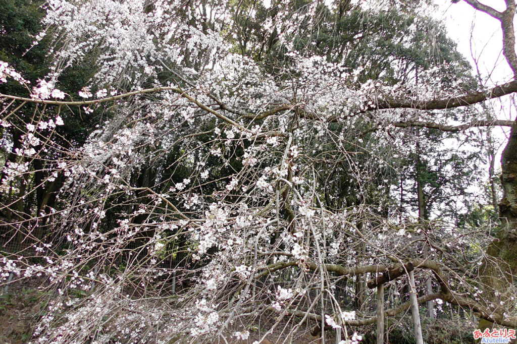 しだれ桜