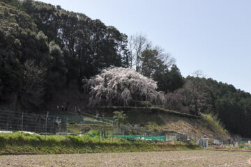 奥山田のしだれ桜年 あずとりえ アトリエ Azu