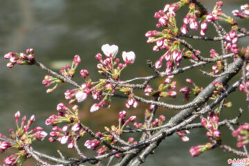 2020年、一番咲きの桜