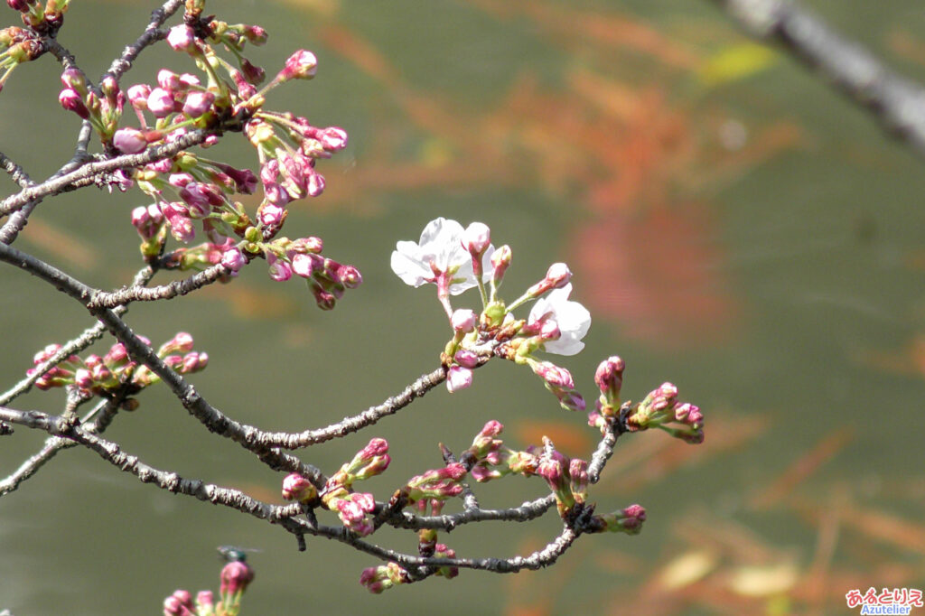 2020年、一番咲きの桜