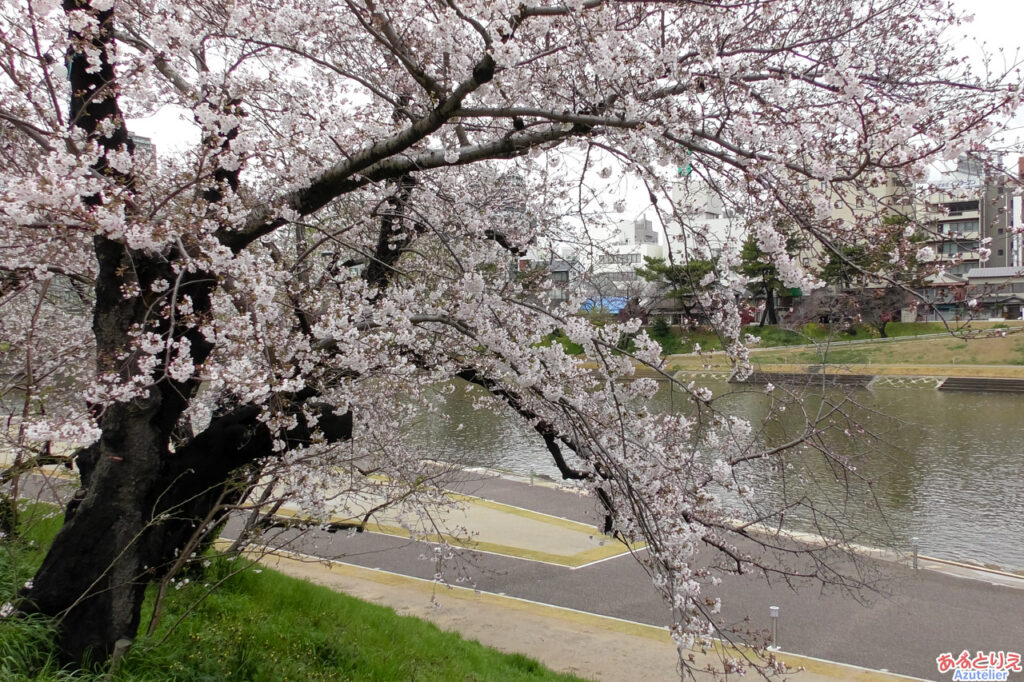 乙川左岸の方が咲いています