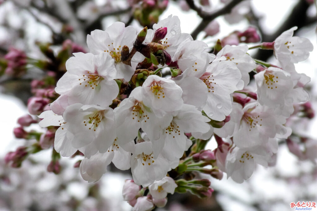 桜アップ