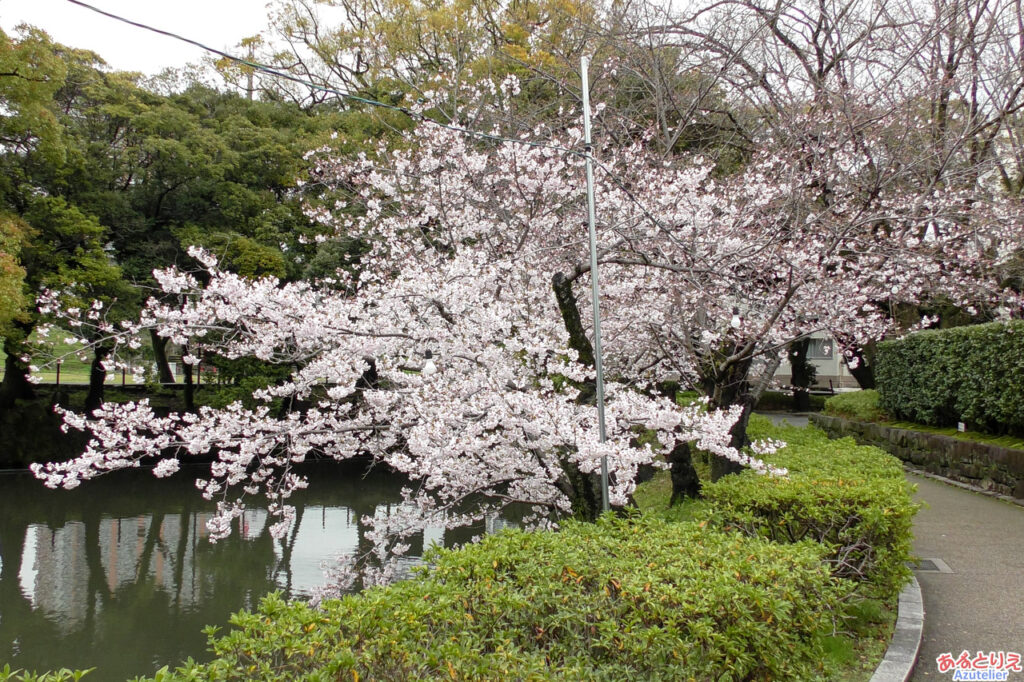 一番咲きの桜