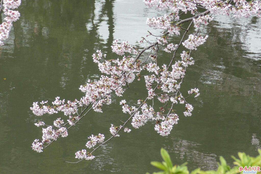 一番咲きの桜