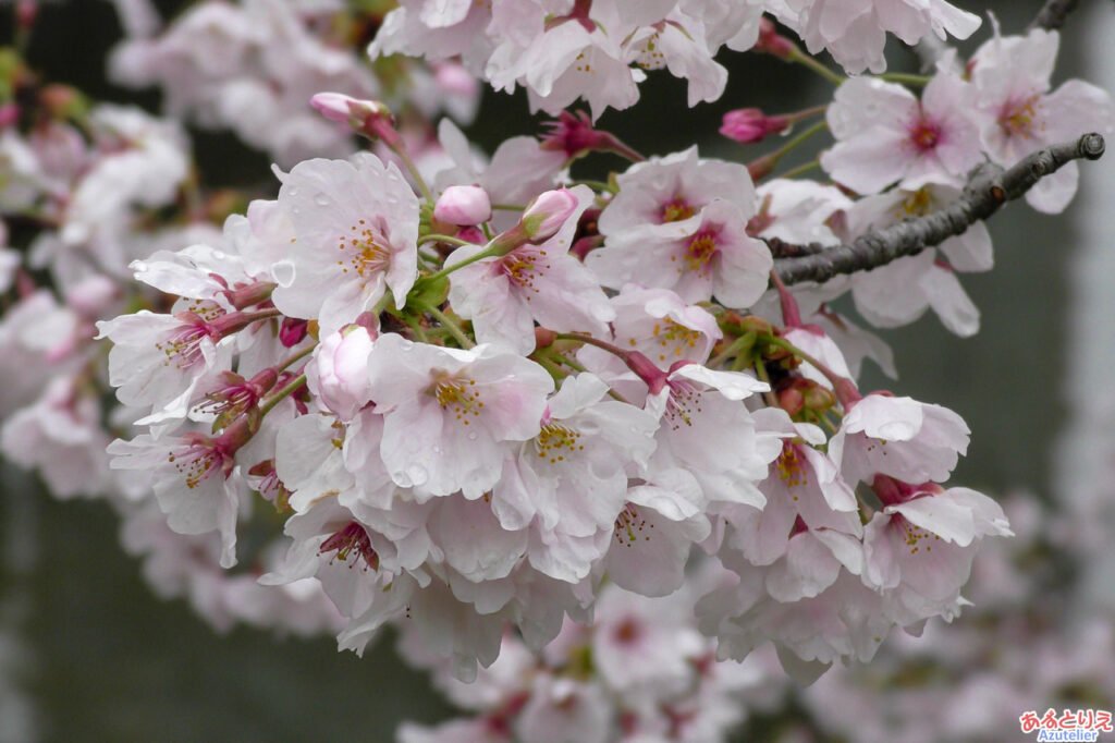 一番咲きの桜