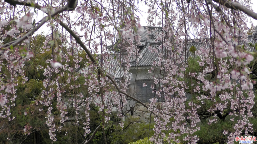 城南亭のしだれ桜