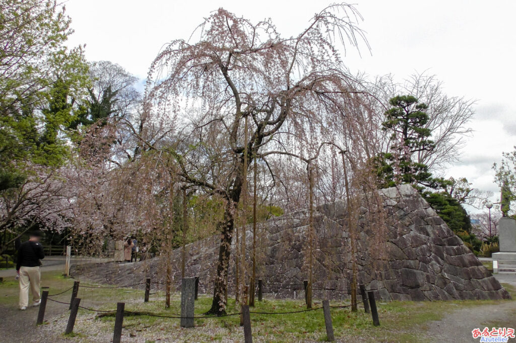 三春の滝桜