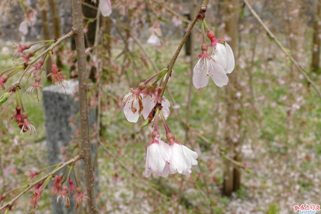 三春の滝桜