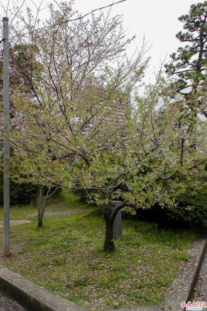 神代桜