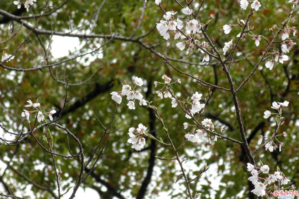 薄墨の桜