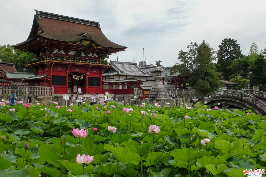 伊賀八幡宮のハス