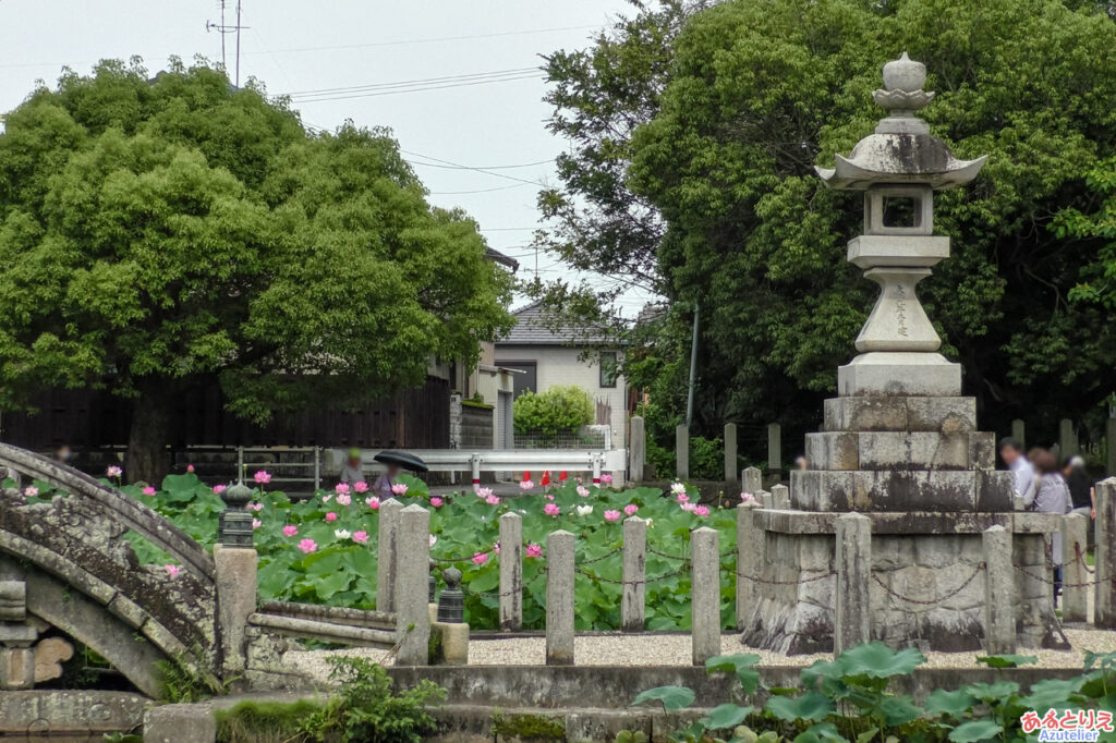 伊賀八幡宮のハス