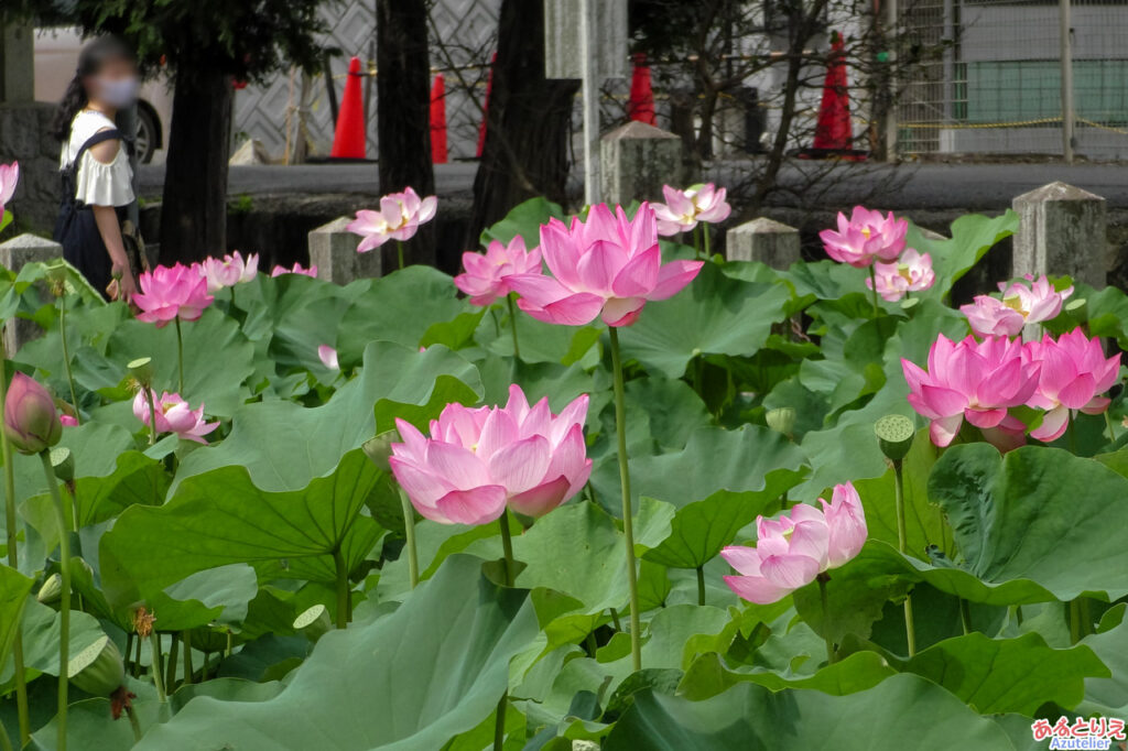 ハスの花アップ