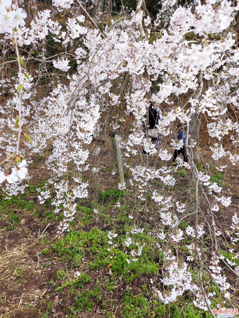 奥山田のしだれ桜(若木)：花アップ