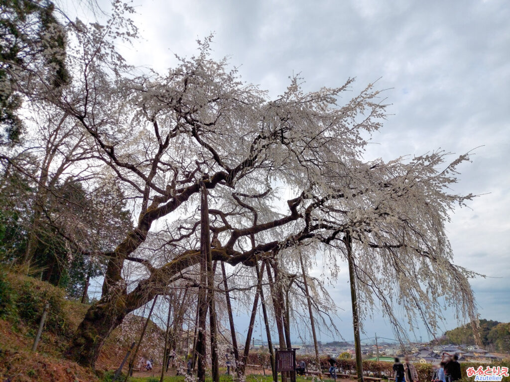 奥山田のしだれ桜満開 21年3月日 あずとりえ アトリエ Azu