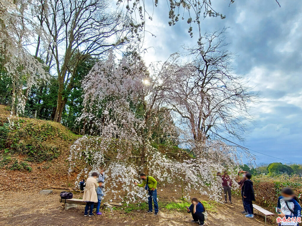 奥山田のしだれ桜(若木)：全体