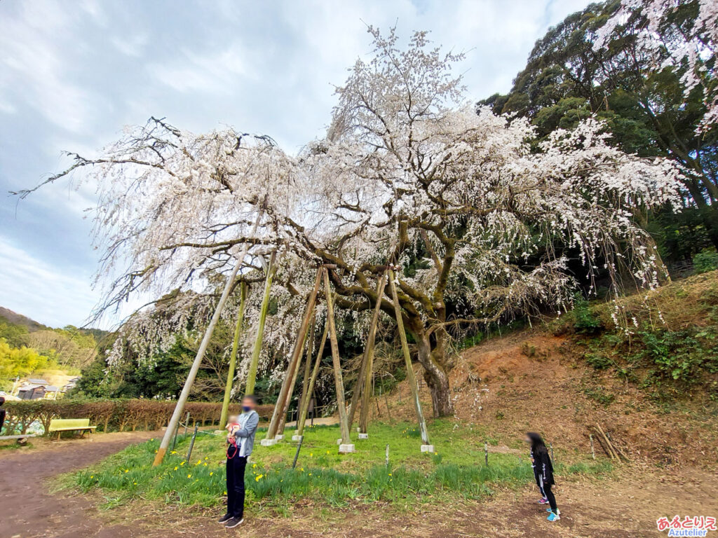 奥山田のしだれ桜：全体