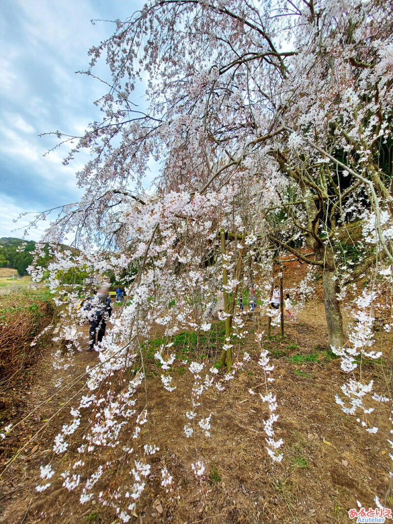 奥山田のしだれ桜(若木)：花勢が良いです