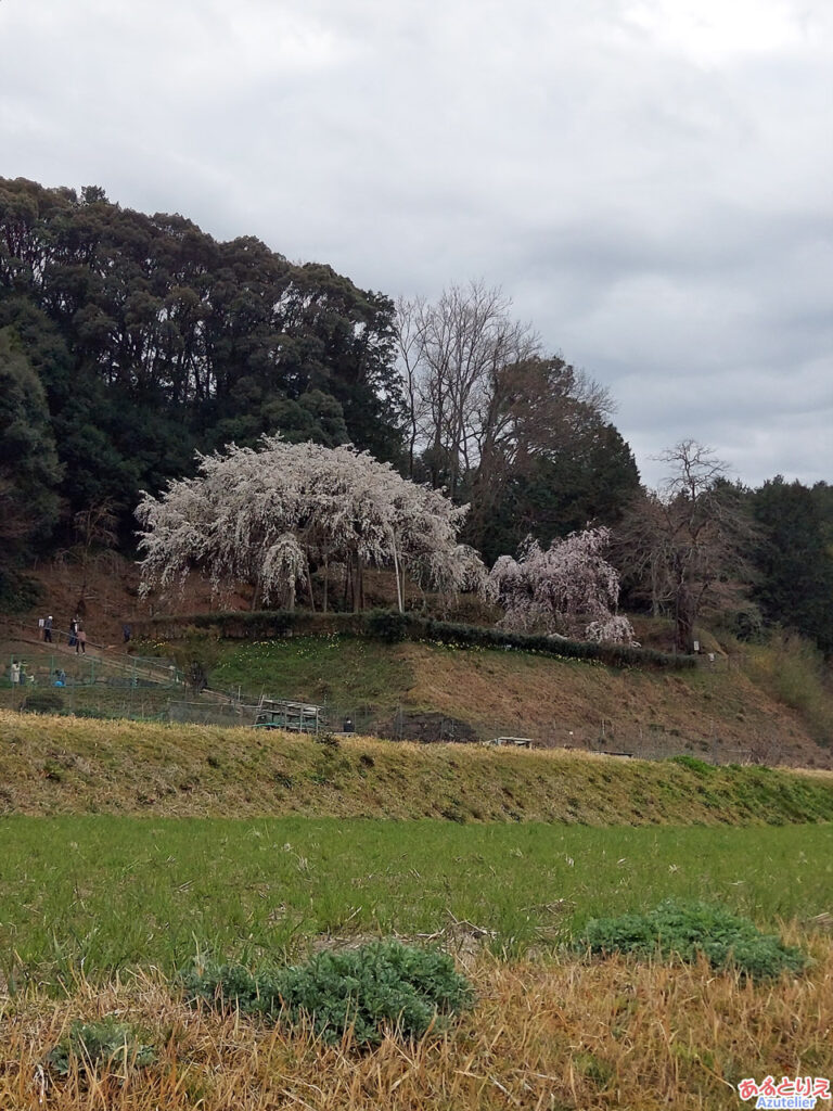 奥山田のしだれ桜：遠景