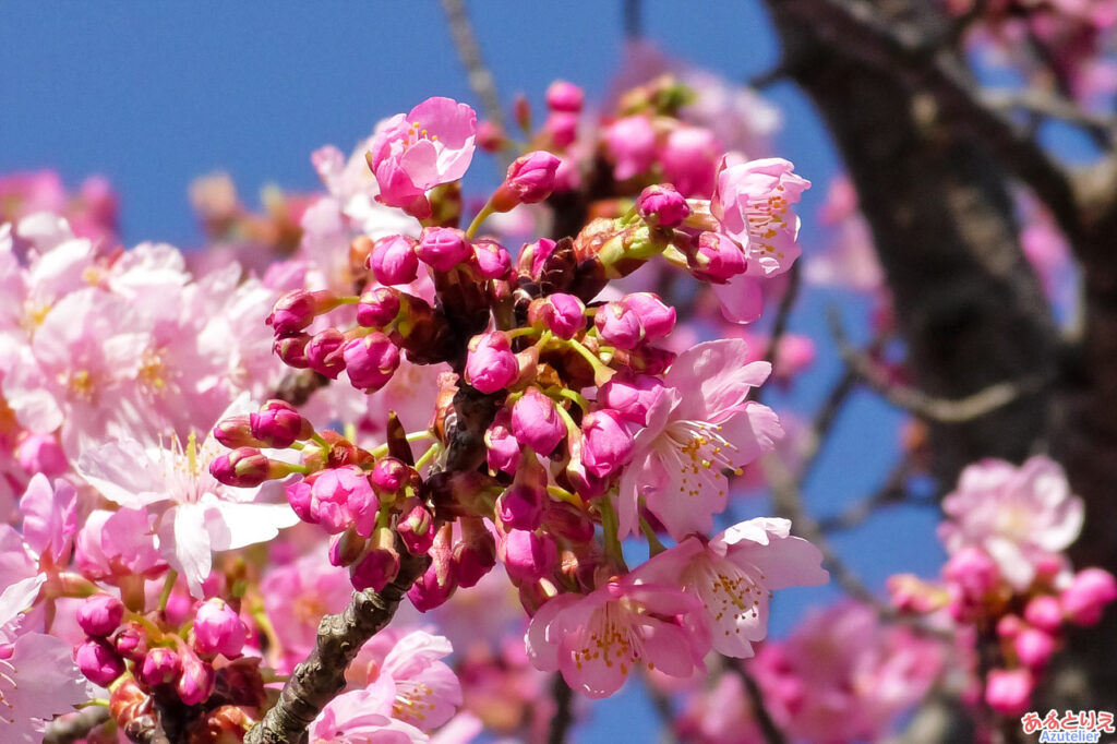 東側の桜は、まだまだつぼみです