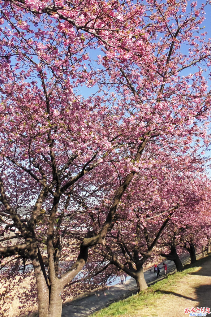 桜並木