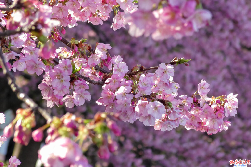 花アップ