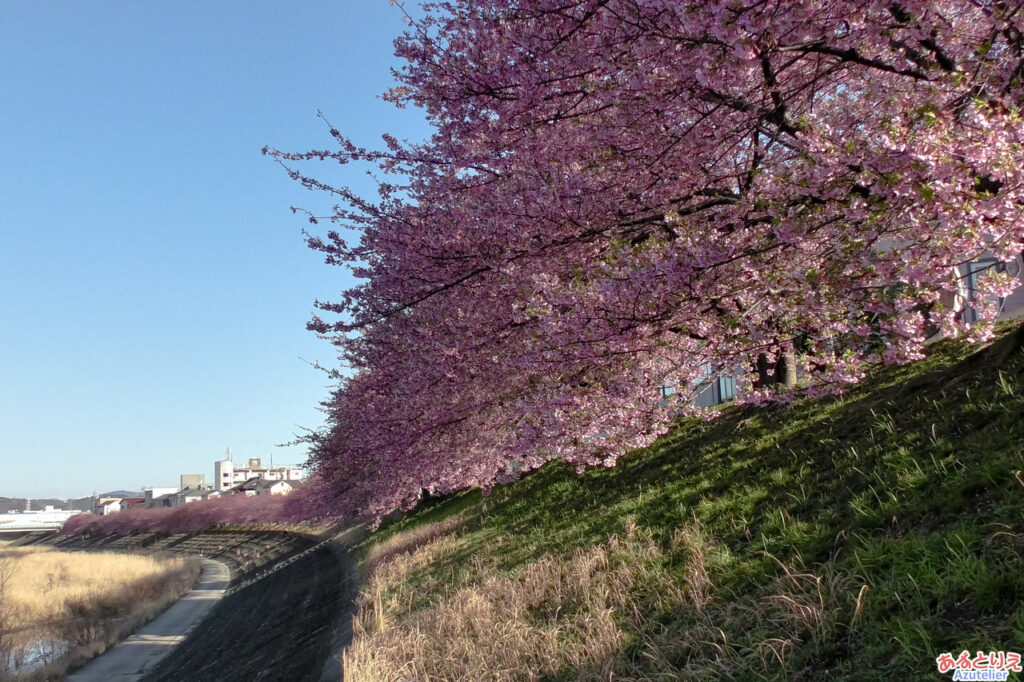 堤防下から桜並木を眺める