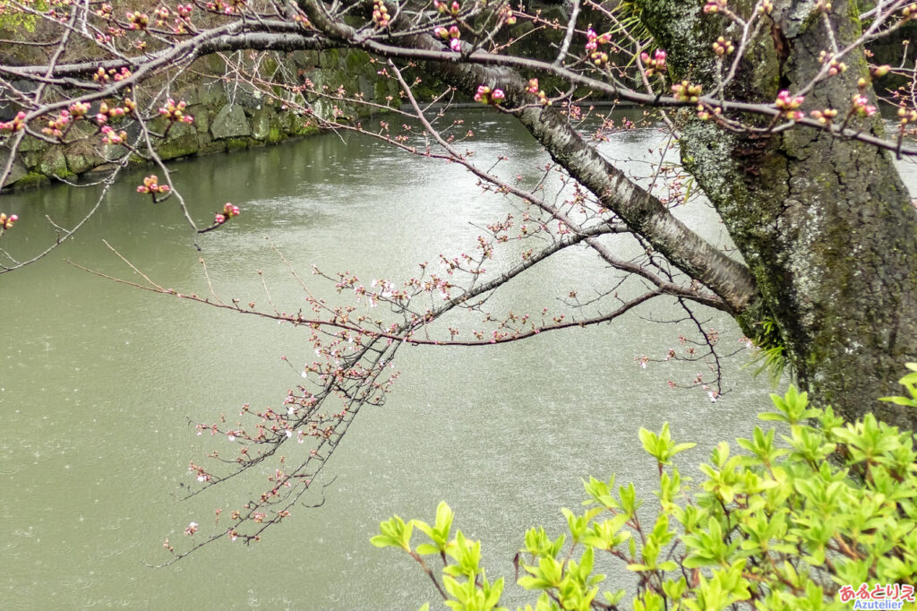 岡崎公園の桜開花(2021年3月13日)