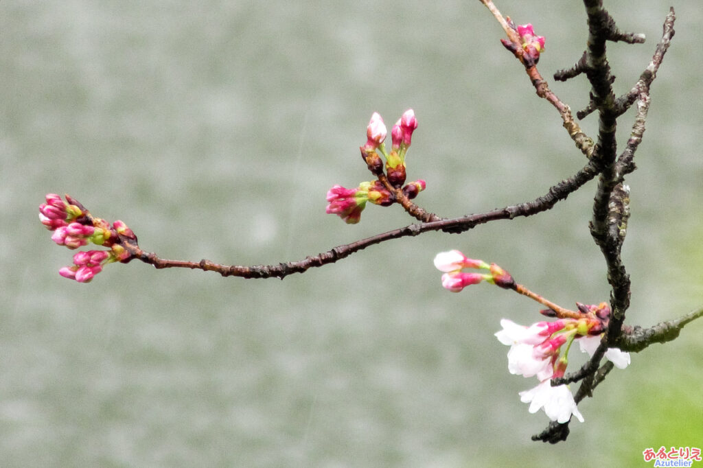 岡崎公園の桜開花(2021年3月13日)