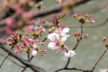 岡崎公園の桜開花(2021年3月13日)