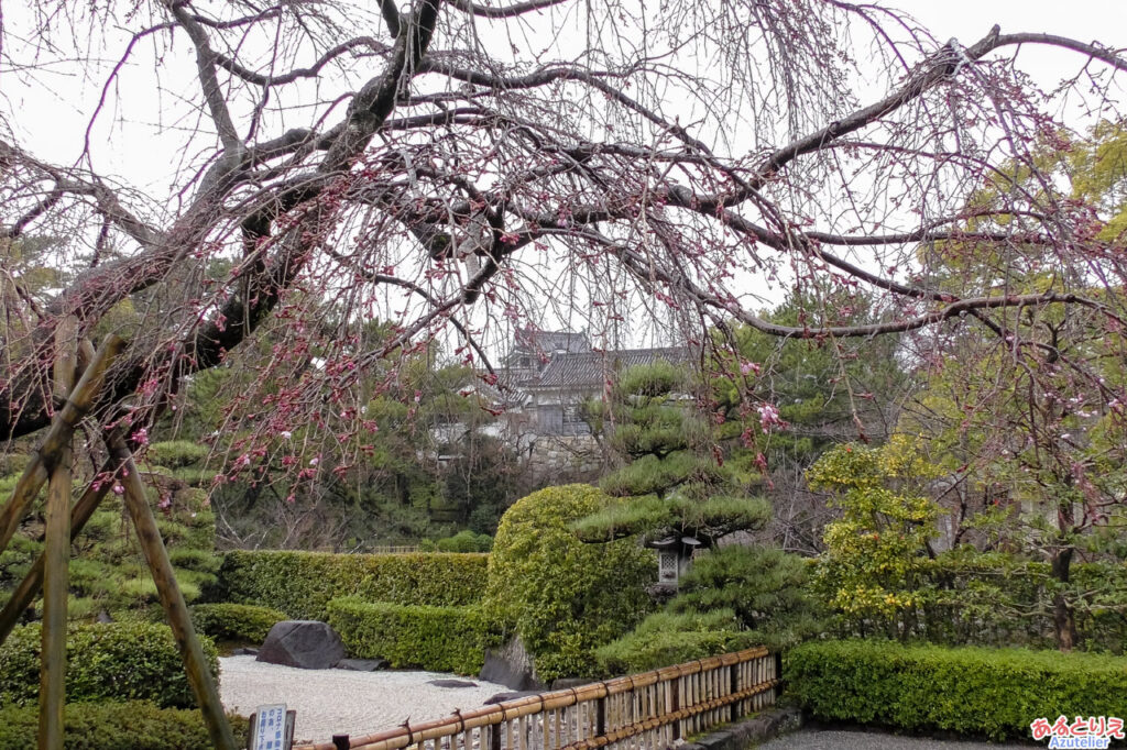 城南亭の桜ぽつぽつ(2021年3月13日)