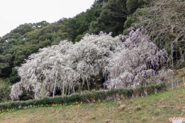 奥山田のしだれ桜：遠景