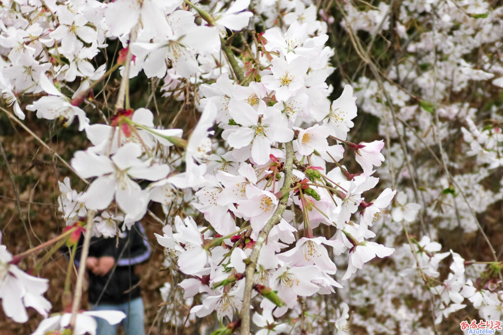 奥山田のしだれ桜(若木)：花アップ