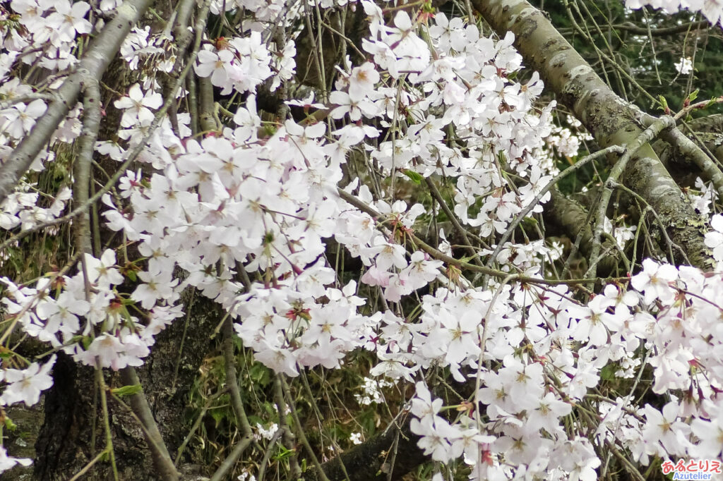 奥山田のしだれ桜：花アップ