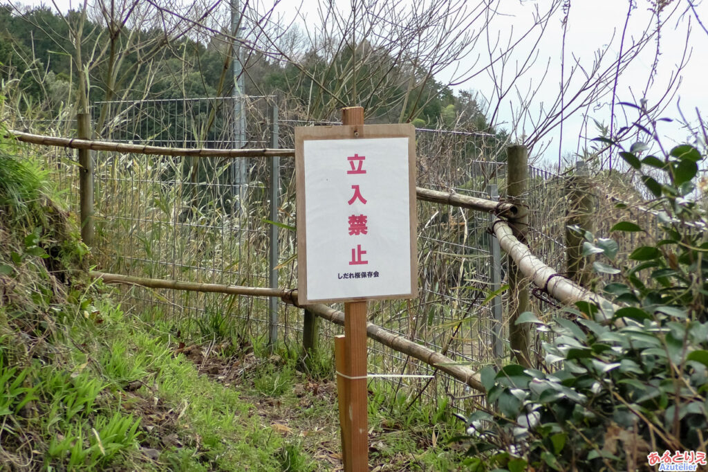 奥山田のしだれ桜：立入禁止