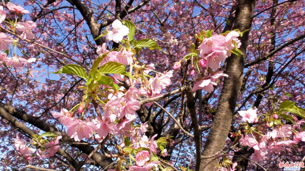 西側の桜は、もう葉っぱもかなり出てきています