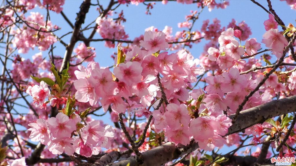 花アップ