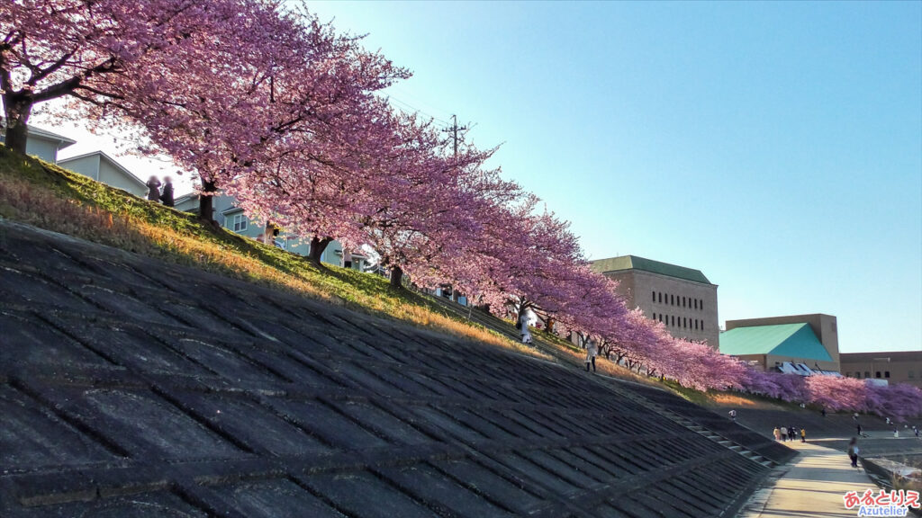 堤防下から桜並木を眺める