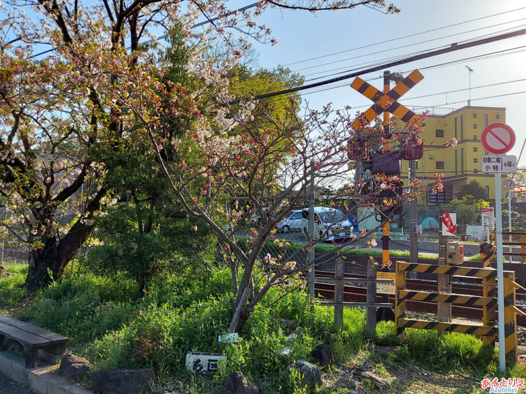 松月桜