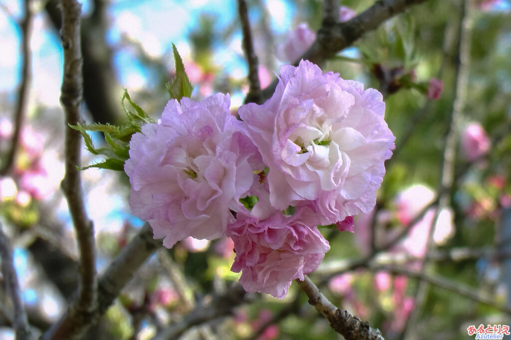 花アップ