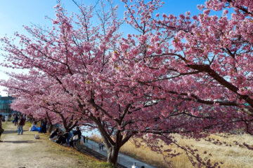 葵桜が満開