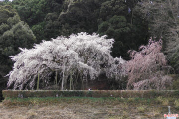 2022年3月27日現在のしだれ桜