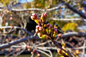 一番咲きの桜(つぼみアップ)