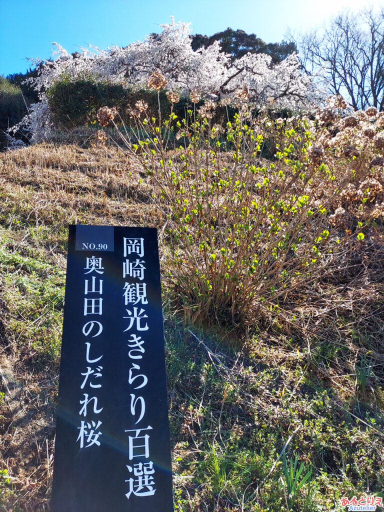 奥山田のしだれ桜(2023年3月19日)：岡崎観光きらり100選